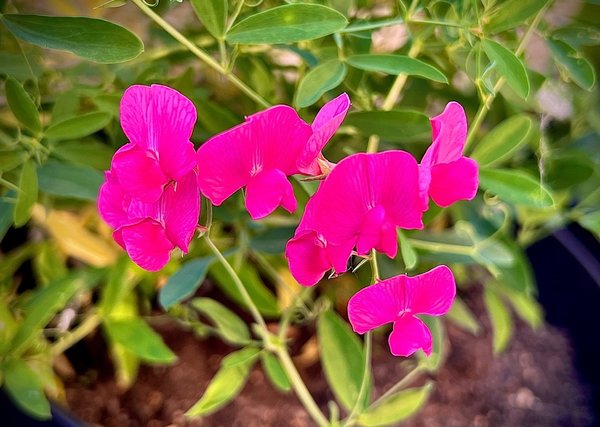 Lathyrus tuberosus Knollige Platterbse Knollen