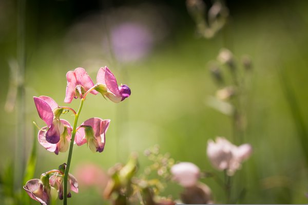 Proteinpflanzen, Knollige Platterbse, Lathyrus tuberosus, Lubera