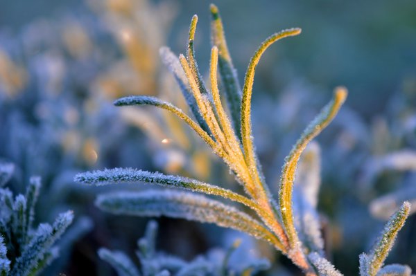 Lavendel überwintern