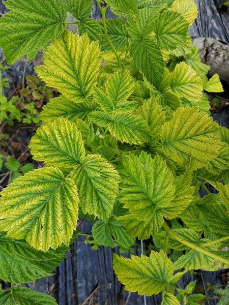 Himbeeren gelbe Blätter leichte Chlorose