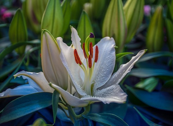 Madonnenlilie, Lilium candidum, pixabay