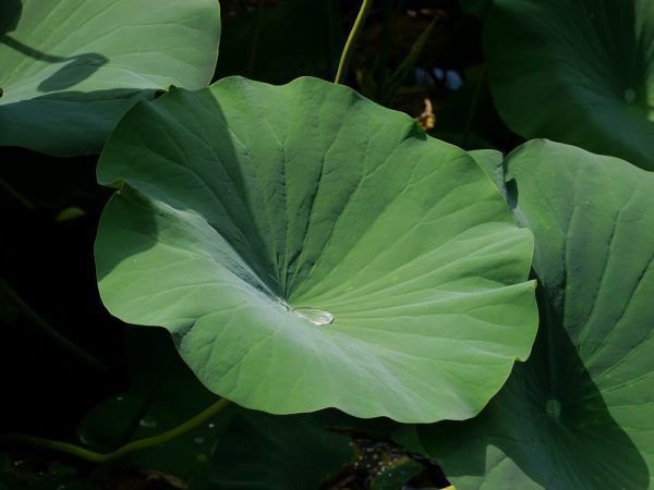 Das Blatt der Lotus Blume ist immer sauber (Lotuseffekt)
