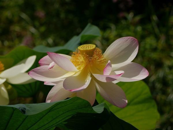 Aus den gelben Stempeln der Lotuspflanze entwickeln sich die Samen