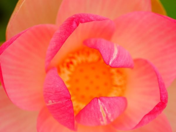 rosa Lotusblte