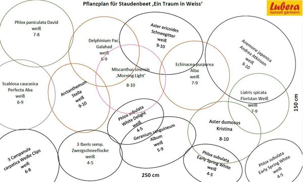 Staudenbeet Pflanzplan Ein Traum in Weiss, Lubera