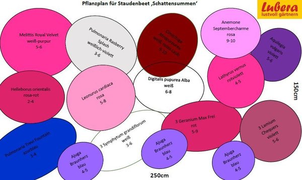 Staudenbeet Pflanzplan Schattensummen, Lubera