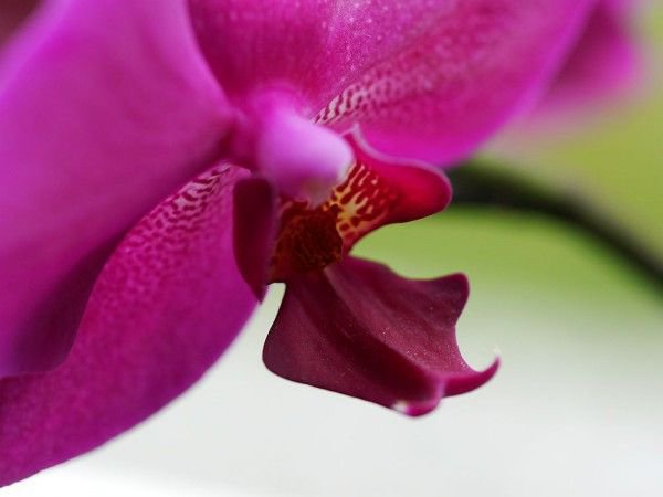 Die Orchidee ist für alle ideal, die Pflanzen suchen, die wenig Wasser benötigen