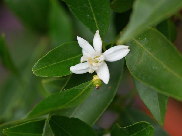 Den Mandarinenbaum richtig überwintern: Eine Voraussetzung für viele Blüten und Früchte