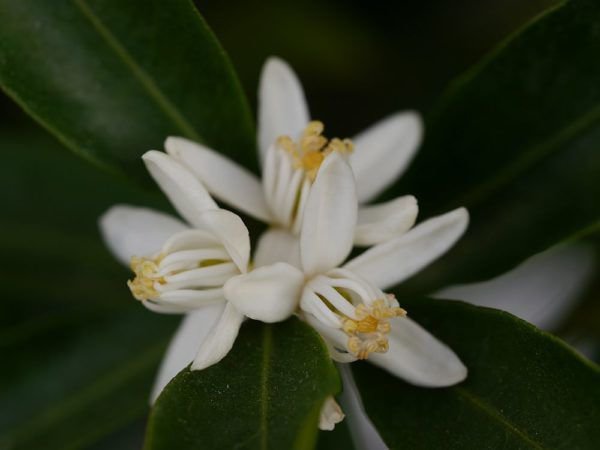 Citrus reticulata