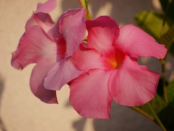 Dipladenia Überwintern Im Wohnzimmer