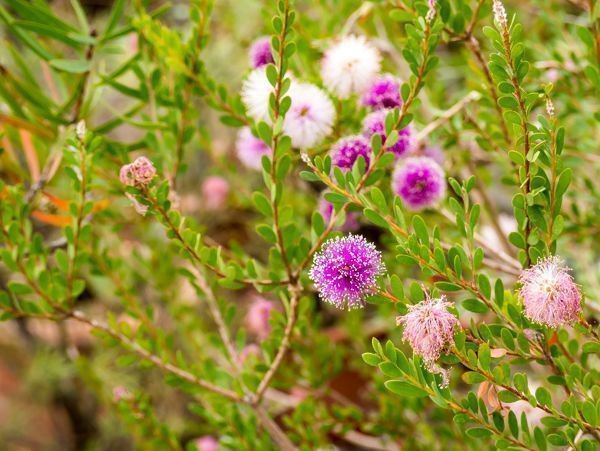 Myrtenheide Melaleuca