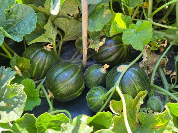 melonen, züchtung