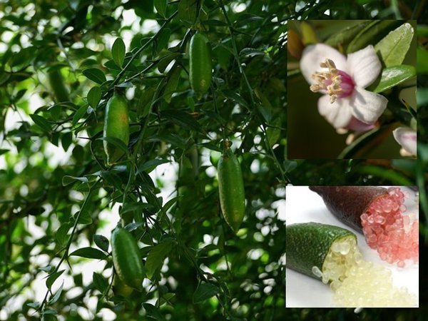 Australische Fingerlimette Microcitrus australasica