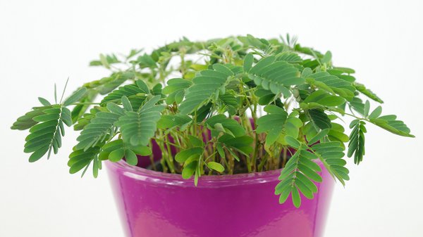 Mimose (Mimosa pudica)