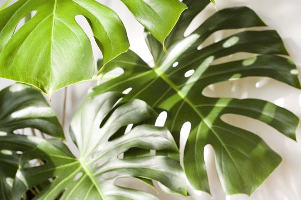 Monstera Zimmerpflanze Fensterblatt Lubera Pixabay