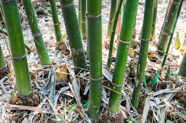 Bambus richtig entfernen.
