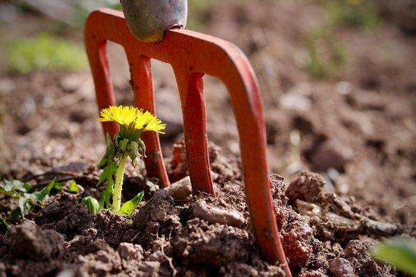 Optimismus Hoffnung Resilienz Arbeit Lwenzahn