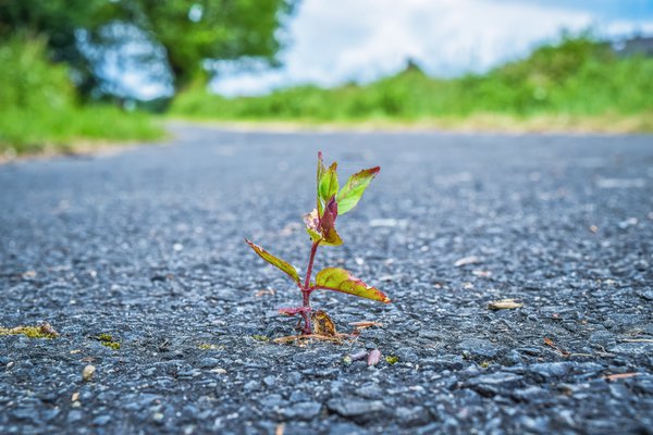 Optimismus Hoffnung Resilienz Arbeit Pflanze Asphalt