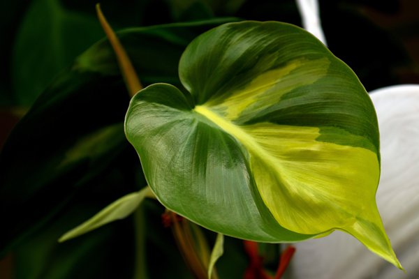 Philodendron Baumfreund Lubera