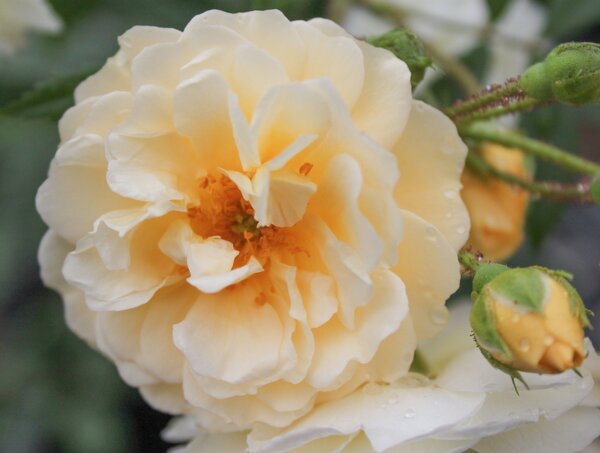 Rose, öfterblühender Ramblerrose, Ghislaine de Feligonde (korr) Rose, öfterblühender Ramblerrose, Ghislaine de Feligonde (korr)