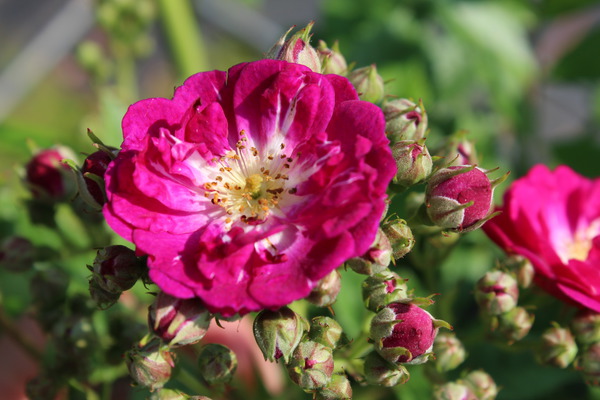 Öfterblühende Ramblerrose Perennial Blue® Öfterblühende Ramblerrose Perennial Blue®
