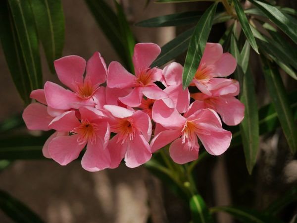 Oleander gelbe Blätter