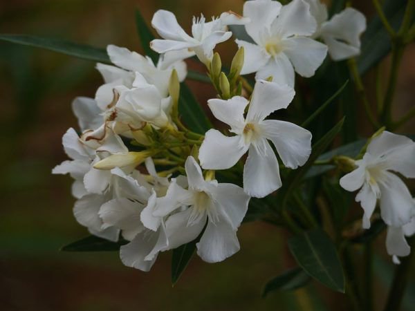 Oleander gelbe Blätter