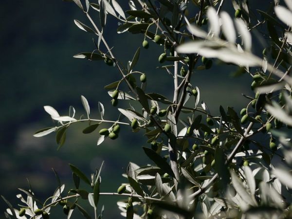 Olea europaea