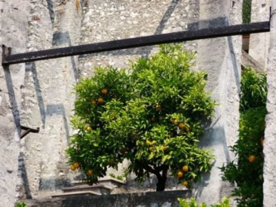 Orangenbaum verliert Blätter