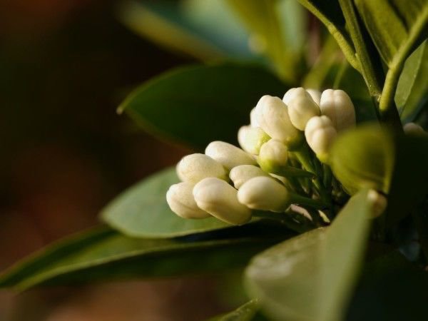 Orangenbaum rausstellen