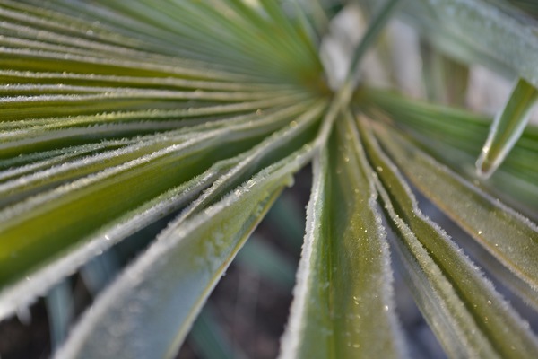  Palmblatt mit Frost