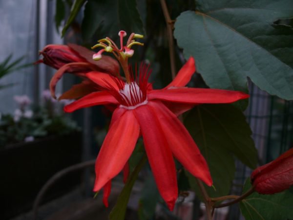 Passiflora vitifolia