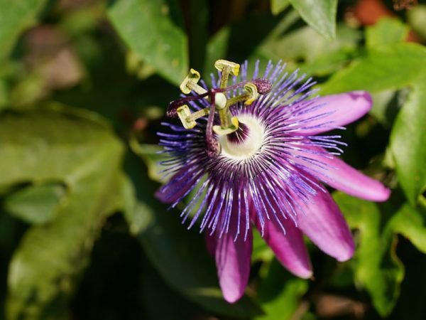 Passiflora Violacea oder Amethyst?
