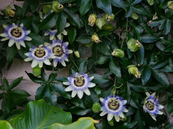 Blaue Passionsblume