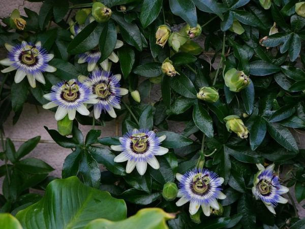 Die Passionsblume beeindruckt mit ihrer wundervollen Blüte