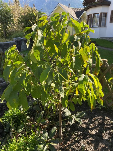 Pawpaw, Indianerbanane