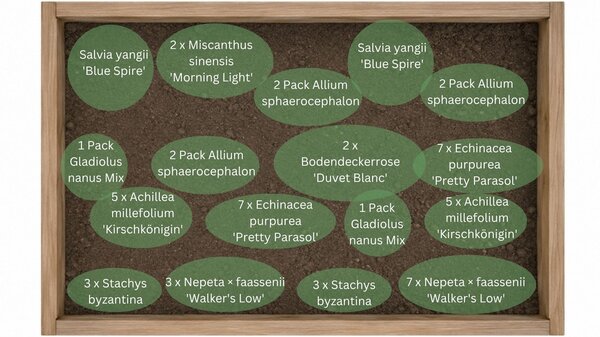 Pflanzplan Staudenbeet ?D&uuml;rrediven? f&uuml;r Hitze und Trockenheit mi den Pflanzen Gladiolus nanus Mix, Salvia yangii 'Blue spire', Allium sphaerocephalon, wei&szlig;e Bodendeckerrose 'Duvet Blanc', Achillea millefolium 'Kirschk&ouml;nigin', Echinacea purpurea 'Alba', st