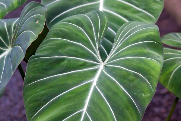 Philodendron gloriosum Baumfreund Lubera Pixabay Zimmerpflanze
