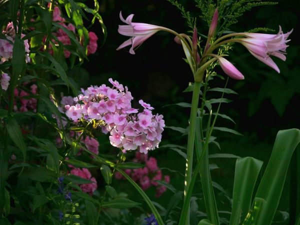 Gartenamaryllis pflanzen