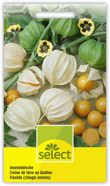 physalis aussen