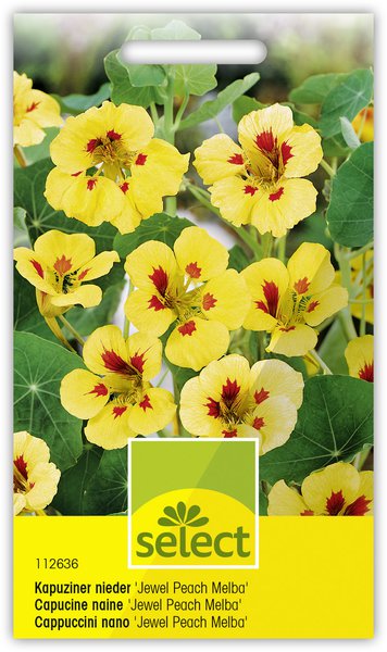 Kapuziner nieder 'Jewel Peach Melba'