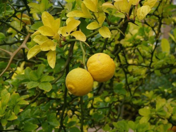 Poncirus trifoliata sieht der Orange nur sehr ähnlich