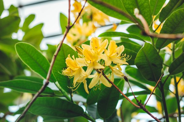 Rhododendron im Kübel überwintern.