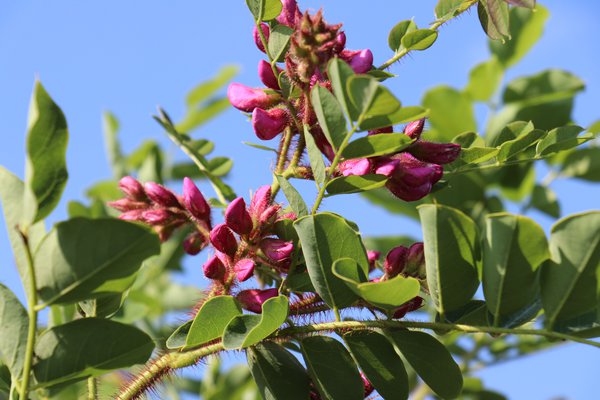 Borstenakazie Macrophylla (Robinia hispida), Robinie
