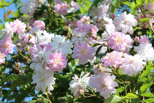 Roses anglaises rosier liane Pauls Himalaya Musc lubera