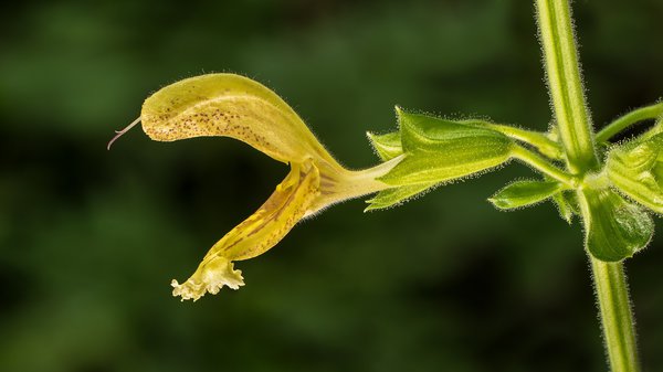 Salvia glutinosa