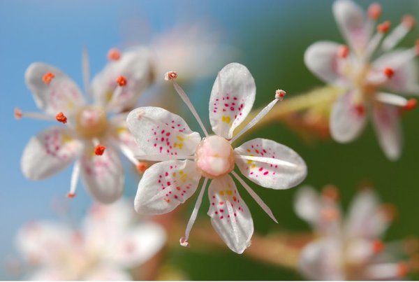 Porzellanblümchen (Saxifraga urbium)