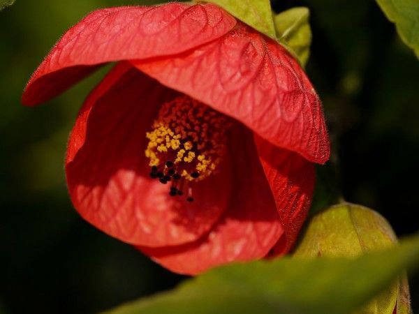 Die Schönmalve bietet prächtige, kräftig rote Blüten