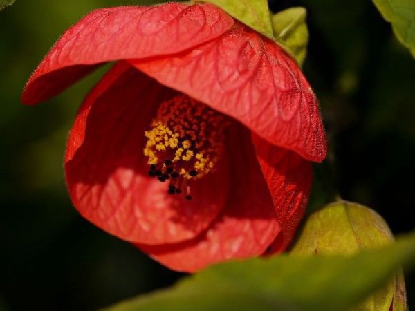 Die Schnmalve bietet prchtige, krftig rote Blten