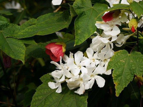 Schönmalve und Oleander: wundervolle Partner